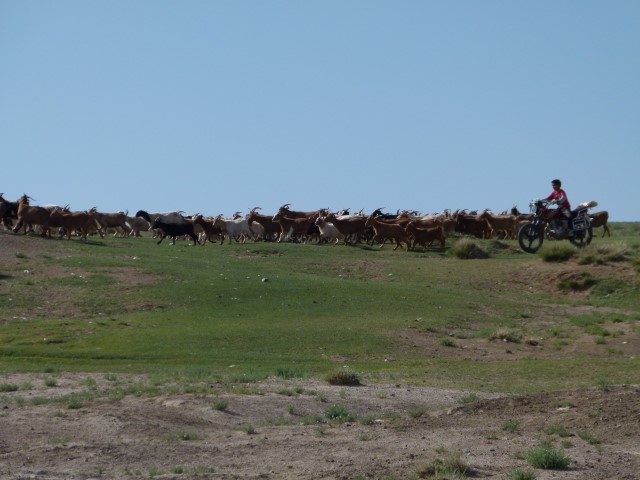 Herding in the Gobi (Dal-Mongolia)
