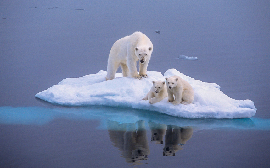 polar bears, renewables, Arctic, sea ice, climate change